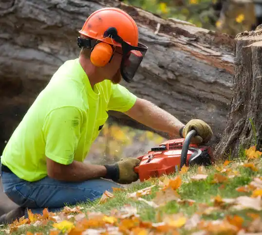 tree services Canton